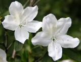 Azalea