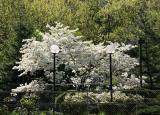 Dogwood & Azalea