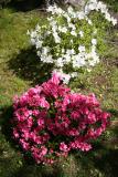 Azalea