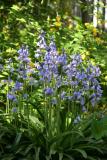 Bluebells