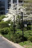 Dogwood Tree in a Garden View