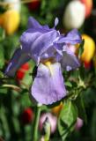 Iris in a Bed of Tulips