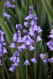 Bluebells