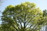 Elm Tree - New Foliage