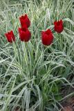 Red Tulips and Summer Grass