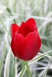 Red Tulips and Summer Grass