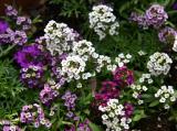 Alyssum