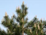 Long Needle Candalabra Pine