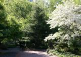 Crab Apple, Mulberry, Pine & Dogwood Trees