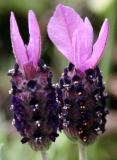 Lavender Flower Buds