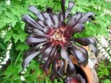 Black Rose -  Aeonium Arboreum Nigrum