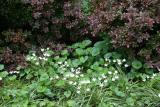 Starflowers, Violas & Pyracantha