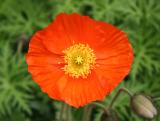 Poppies or Pavaver
