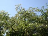 Locust Tree Blossoms