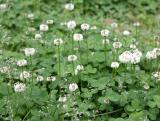 Clover