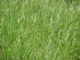 Spring Grass