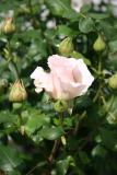 French Lace Rose Bud
