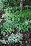 Ground Cover