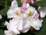 Rhododendron Blossoms
