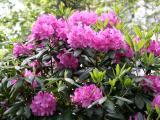 Rhododendron Blossoms