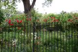 Climbing Roses & Garden View