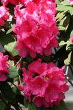 Rhododendrons -  NYU Washington Square Village Gardens