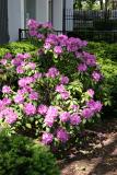 Rhododendrons -  NYU Washington Square Village Gardens