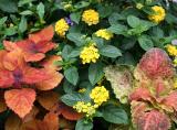 Lantana & Coleus Flower Box