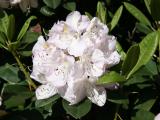 Rhododendron