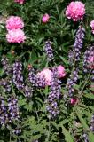Sage & Peony Blossoms