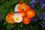 Poppies & Columbine