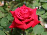 Proud Land Rose