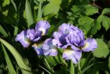 Iris