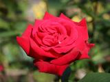 Proud Land Rose