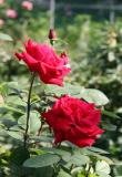 Proud Land Rose