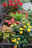 Lantana, Coleus, Begonia and Geranium Arrangement
