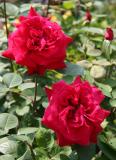 Proud Land Rose