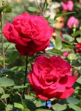 Proud Land Rose