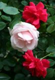 Pink & Red Roses