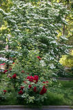 Rose Bush & Dogwood Tree