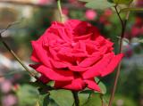Proud Land Rose
