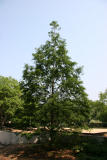 Golden Larch Tree by the Bocce Ball Court