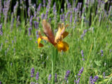 Brown Iris in  Lavender
