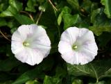 Morning Glory