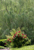 Red Rose Bush & a Willow Tree