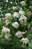 Hawthorne Tree Blossoms