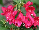 Weigela Bush Blossoms