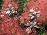 Smoke Tree Foliage & Blossoms