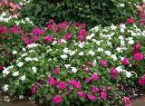 Impatiens & Ivy Bed - NYU Silver Towers Gardens