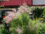 Tamarisk Tree Blossoms